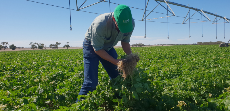 Versys® Insecticide - Now registered for use in grapevines!