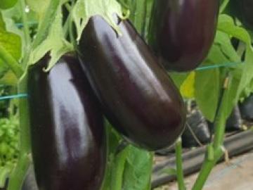 Albion Metalosate Eggplant Trial