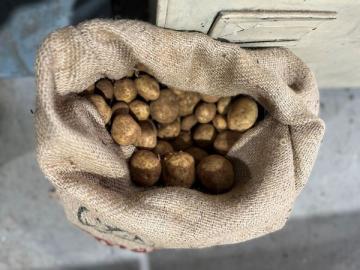 Seed Potatoes Now In Stock