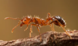 NSW Government responds to Red Imported Fire Ants in northern NSW