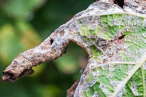 The underside of a leaf showing a white coating caused by downy mildew. 